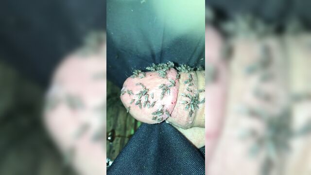 Mosquitoes on my penis
